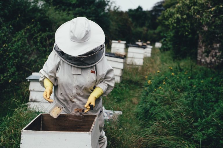 food and beverage - rotten documentary - beekeeper apiary honey